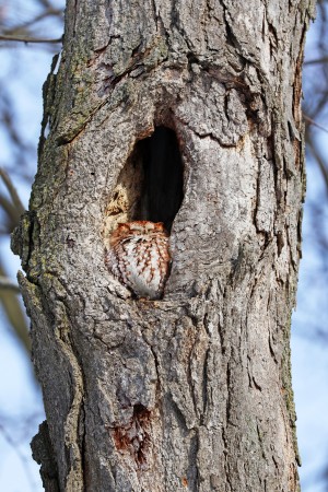 Eastern Screech Owl Facing The Sun